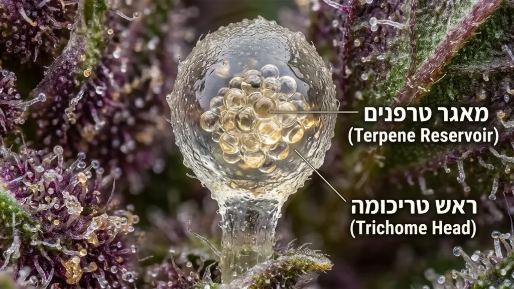 צילום מאקרו של בלוטת שרף (טריכומה) בקנאביס רפואי עם כיתוב המצביע על מאגר הטרפנים (Terpene Reservoir)