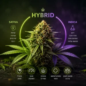 הייבריד - מדריך מלא לזני Hybrid, מאפיינים, טרפנים והשפעות בקנאביס רפואי בישראל.