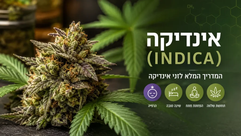 אינדיקה - מדריך מלא לזני אינדיקה, מאפיינים והשפעות בקנאביס רפואי.