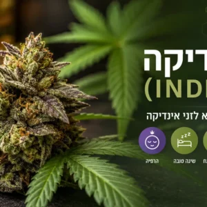אינדיקה - מדריך מלא לזני אינדיקה, מאפיינים והשפעות בקנאביס רפואי.