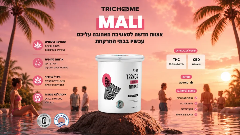 MALI (מאלי) - זן קנאביס רפואי מסוג סאטיבה T22/C4 מבית Trichome, תפרחות קנאביס בגידול אינדור בישראל.