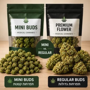 השוואה בין Mini Buds לבין תפרחות קנאביס רגילות בקנאביס רפואי - הבדלי גודל ומראה