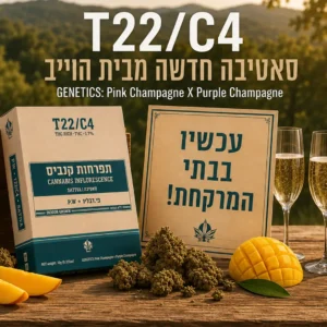 P.W (פי דבליו) T22/C4 של Wave - תפרחת קנאביס רפואי מסוג סאטיבה עם גנטיקה Pink Champagne × Purple Champagne