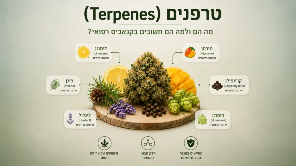 טרפנים בקנאביס רפואי עם המחשה של סוגי הטרפנים הנפוצים ותפרחת קנאביס במרכז