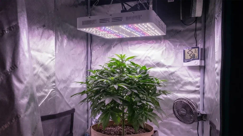 מערכת תאורת LED לגידול קנאביס ביתי: צמח בריא תחת נורת פול-ספקטרום באוהל גידול מואר, עם מד טמפרטורה ולחות ברקע.