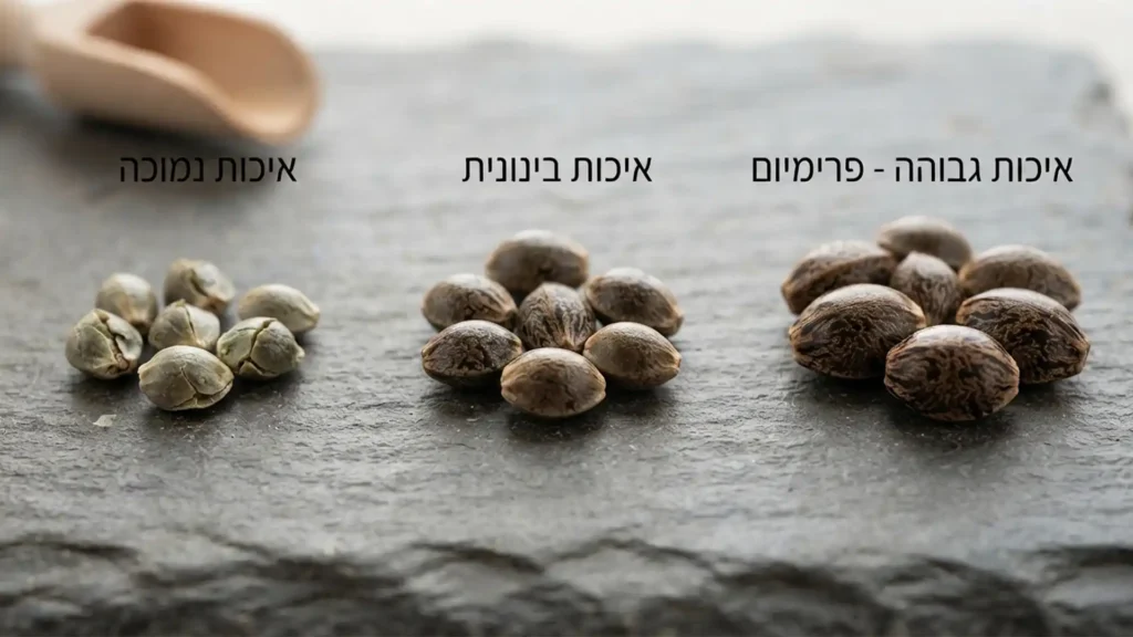 השוואת איכות זרעי קנאביס: מימין זרעי פרימיום איכותיים, במרכז איכות בינונית, ומשמאל זרעים באיכות נמוכה על משטח צפחה.