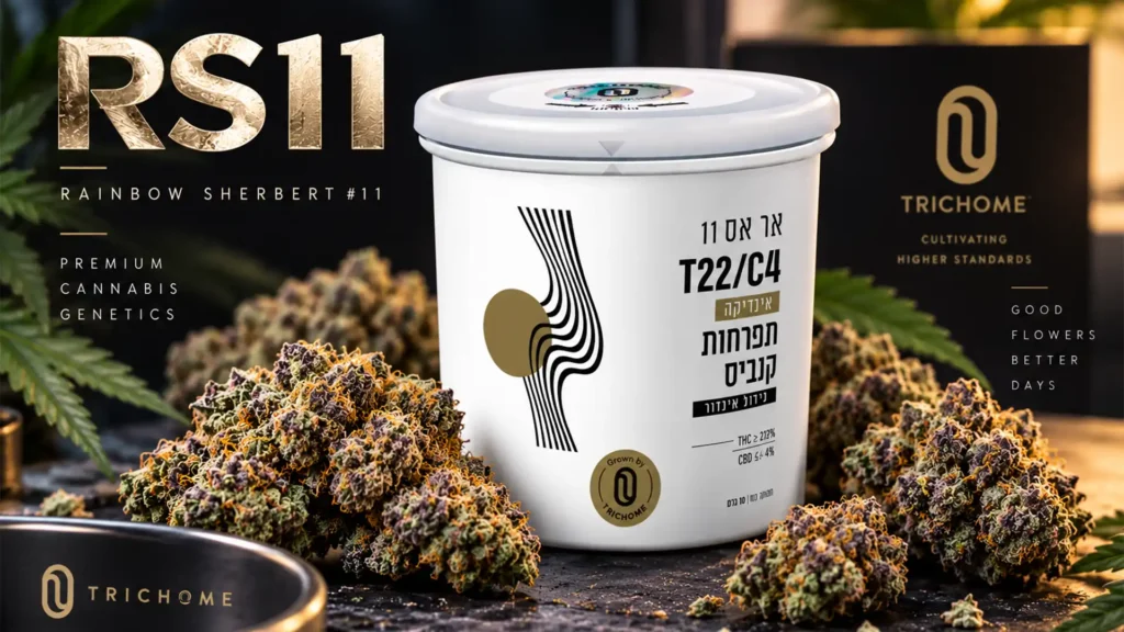 זן הקנאביס הרפואי RS11 (Rainbow Sherbert #11) של Trichome בקטגוריית T22/C4 עם פרחים עשירים בטריכומות